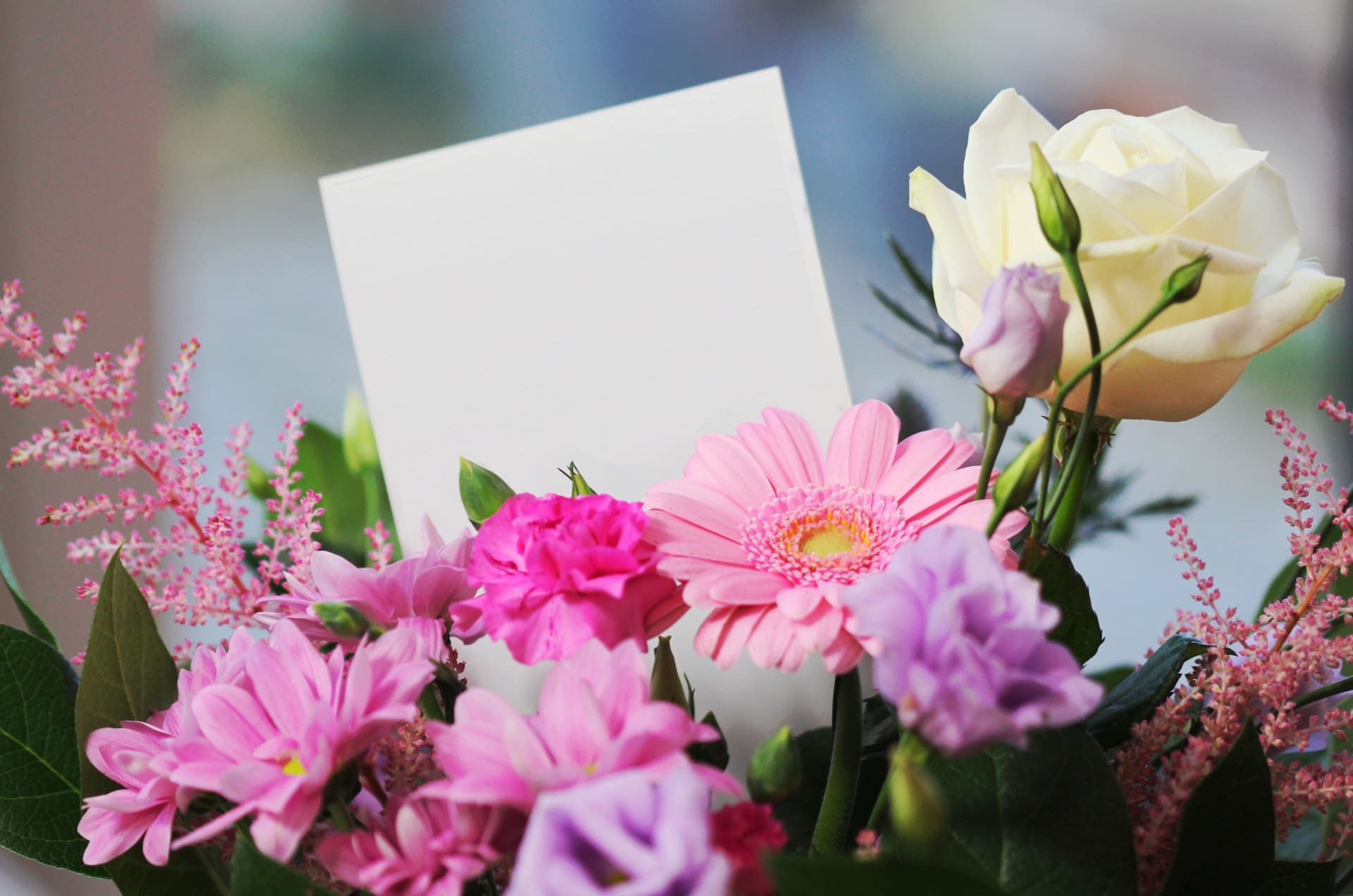 White Rose and Pink Daisy White Rose and Pink Daisy