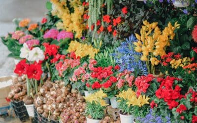 Most Popular Wholesale Flower Options in Kitchener