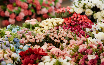 Choosing the Right Wholesale Flower Supplier in Kitchener